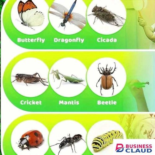 Cattura Insect Capture Kit + Tweezers + Magnifier Bug Catching Safe Adventure Kids Toy Outdoor Explorer Set Toys, Children Set Belt Insect Cage Magnifying Glass Observation Box Gifts for Family