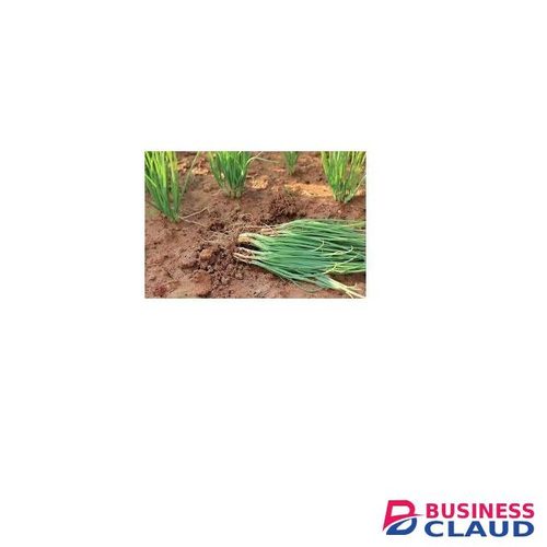 Spring onions farming in Kenya in Kenya