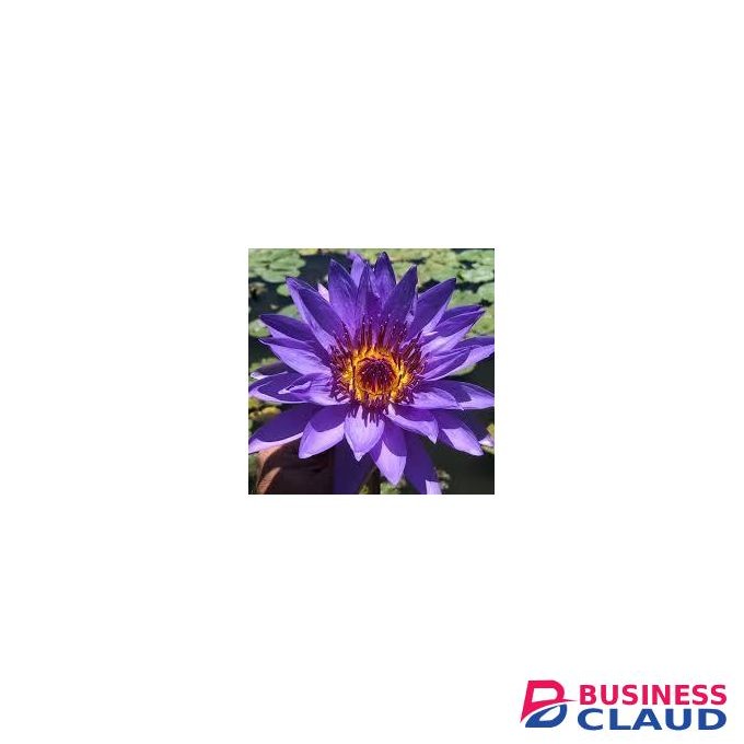 Organic Blue lotus flower promote mental health, natural aphrodisiac (100 grams