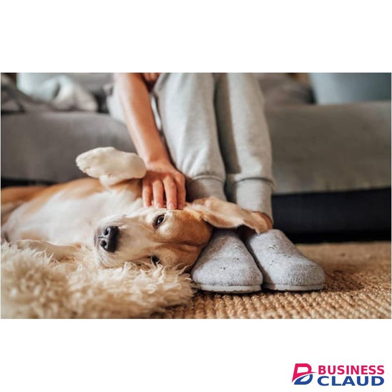 Duzzit Pet Carpet Freshener Powder Odour Neutraliser Shake & Fresh Vacuum 500g Made In UK
